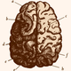 Illustration for article titled Excellent Dancer? Thank GABA.